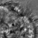 Comparison of predicted masks and ground truth for three test images. ZCA mapped images with \epsilon=1\mathrm{e}-4 and SAE reconstructions with \alpha=1\mathrm{e}-3 are used where applicable.