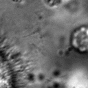 Comparison of predicted masks and ground truth for three test images. ZCA mapped images with \epsilon=1\mathrm{e}-4 and SAE reconstructions with \alpha=1\mathrm{e}-3 are used where applicable.