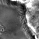 Comparison of ZCA maps on a cilia sample image with various levels of \epsilon. The original image is followed by maps with \epsilon=1\mathrm e-4, \epsilon=1\mathrm e-5, \epsilon=1\mathrm e-6, and \epsilon=1\mathrm e-7, from left to right.