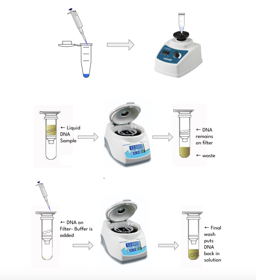 A series of buffers were mixed with samples to disintegrate cell membranes and wash and access DNA. A centrifuge was utilized in order to isolate the clean DNA.