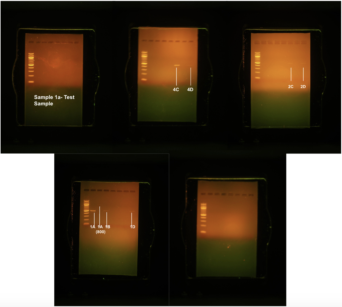 Gel electrophoresis during the second trial revealed that only eight DNA samples were of noticeable quality and worth sequencing.