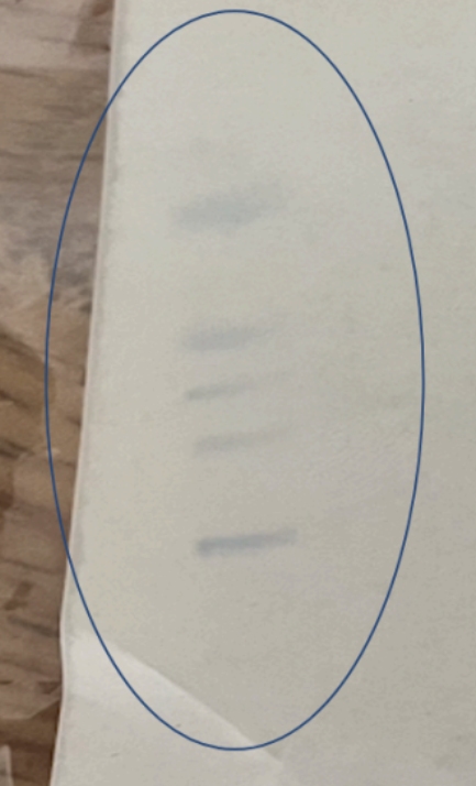 Protein Bands on Leaf Sample