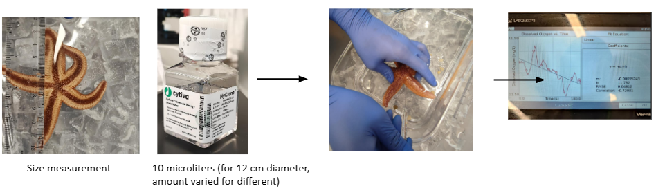 Size measurement, injection, and data collection process