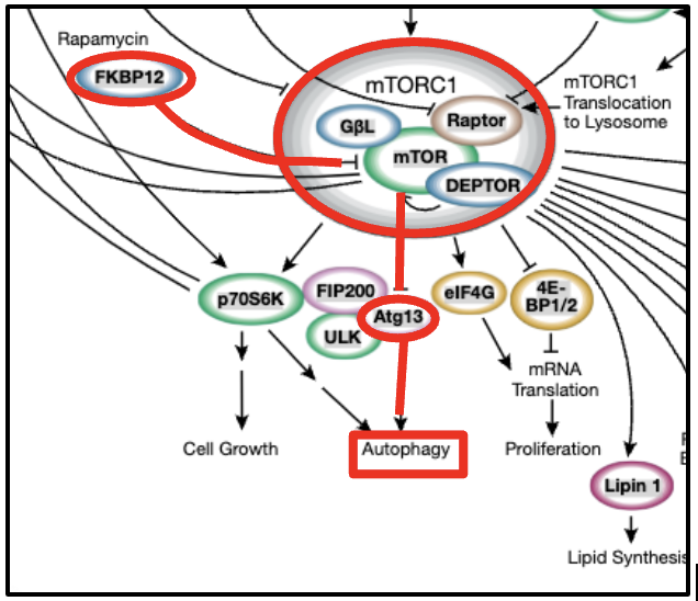 The diagram of the mTORC1 pathway showing the activation of autophagy caused by inhibition of the phosphorylated ATG13 in the presence of Rapamycin.