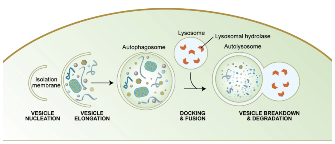 The diagram of the autophagy shows the step-by-step process of how autophagy helps break down intracellular molecules.