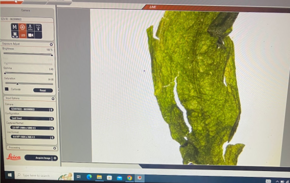 alignment of leaf samples