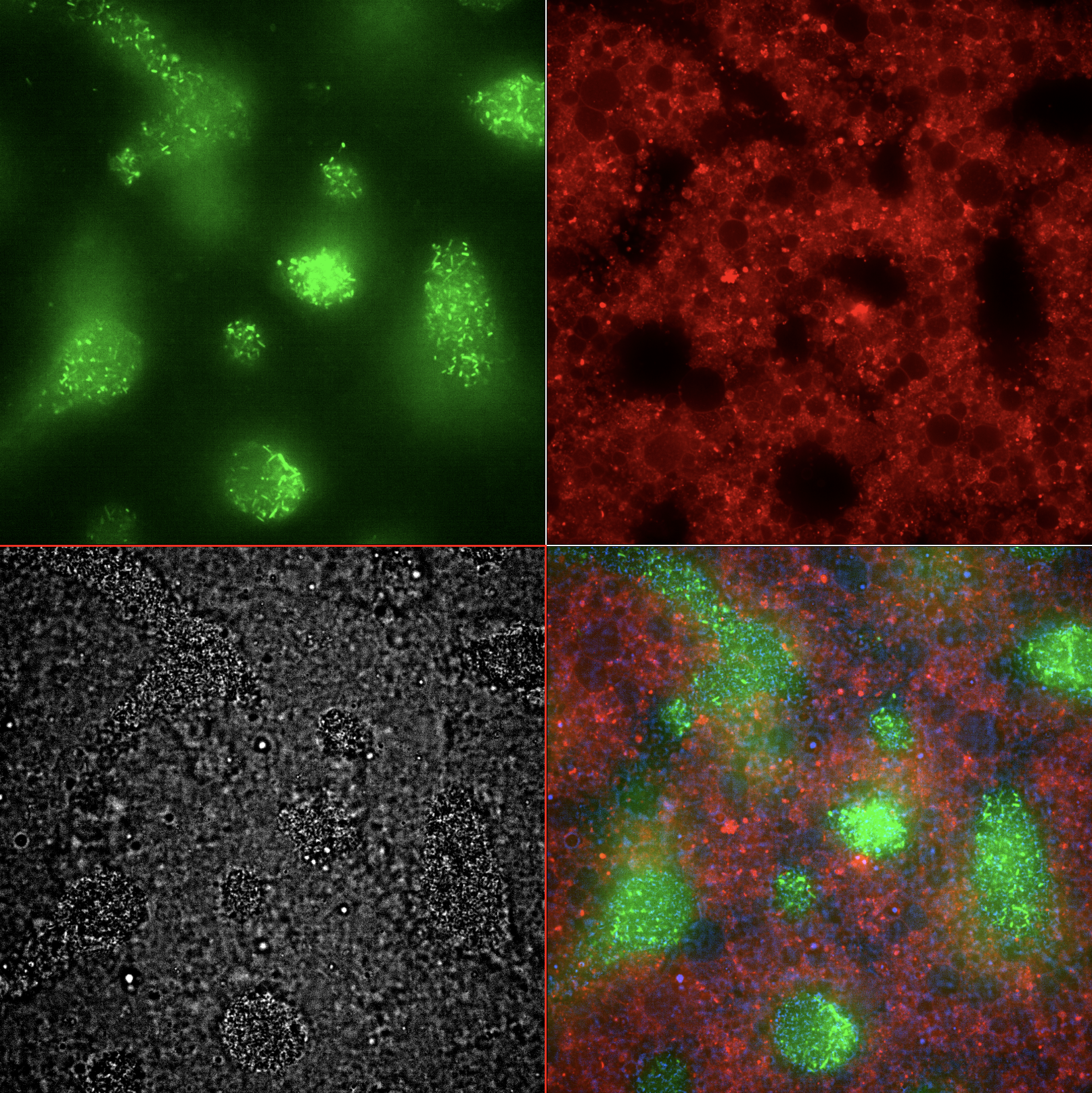 Emitter Cell Endpoint Montage. Single field of view of Emitter Cell in co-culture with E. coli receiver cells at t = 8 hours. (green) E. coli producing GFP in response to IV-HSL emitted by the emitter cells. (red) Emitter cells with rhodamine-labeled membrane producing IV-HSL. (grey) Brightfield image of liposomes and E. coli cells. (rgb) Merged image.