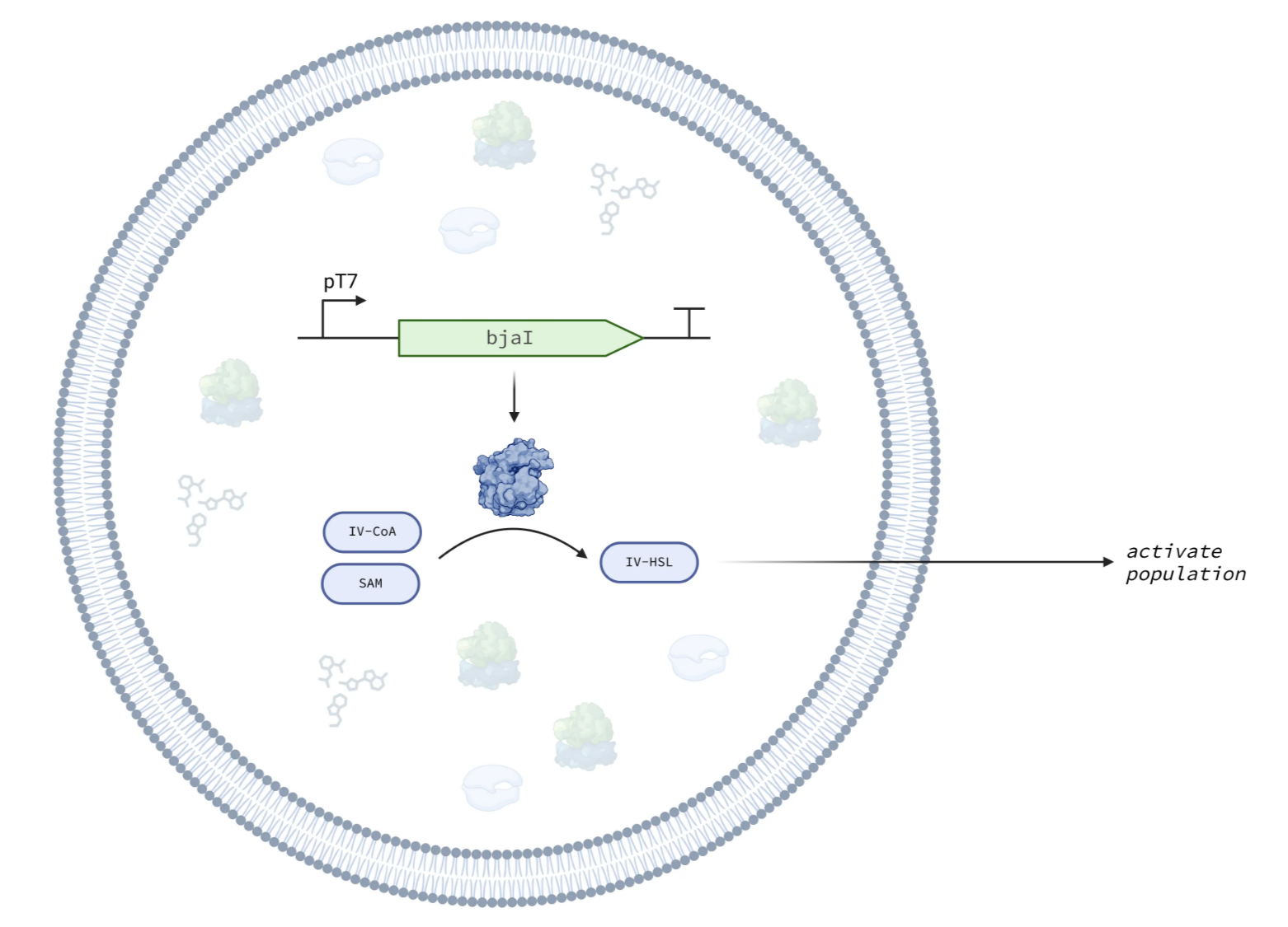 Schematic of IV-HSL emitter cell.