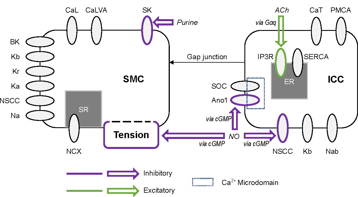 Outline of the coupled electrophysiology and neural regulation model of a distal gastric interstitial cell of Cajal (ICC) and gastric smooth muscle cell (SMC). Inhibitory effector components are outlined in purple and excitatory effector components are outlined in green. CaL: L-type calcium channel, CaLVA: T-type calcium channel (see also CaT in the ICC model), SK: small conductance potassium channel, BK: large conductance potassium channel, Kb: lumped background potassium current, Kr: delayed rectifying potassium channel, Ka: A-type voltage-gated potassium channel, NSCC: non-specific cationic conductance, Na: lumped sodium current, NCX: sodium-calcium exchanger, SR: sarcoplasmic reticulum, G\alphaq: G-protein \alpha subunit, ACh: acetylcholine, CaT: T-type calcium channel (see also CaLVA in the SMC model), PMCA: plasma membrane calcium ATPase, IP3R: IP3-activated calcium channel, SERCA: sarcoendoplasmic reticulum calcium ATPase, SOC: store-operated calcium channel, Ano1: anoctamin-1 voltage-gated, calcium activated chloride channel, cGMP: cyclic guanosine monophosphate second messenger nucleotide, NO: nitric oxide, Nab: lumped background sodium current. This figure is reproduced with modification from  under a Creative Commons CC-BY 4.0 licence.