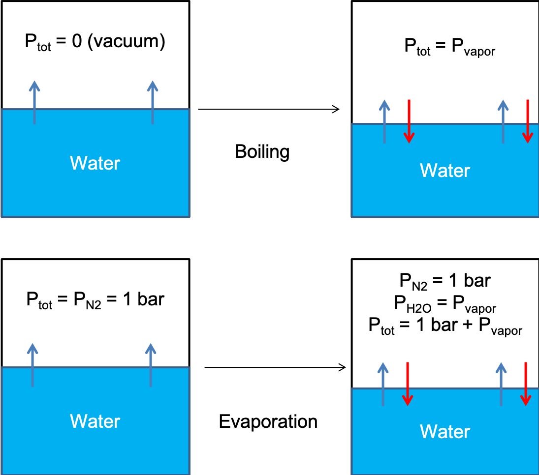 (top) Water boiling in a vacuum.
(bottom) Water evaporating into a dry environment.
In both cases, water boils / evaporates into water vapor, until the system reaches equilibrium.
This is shown schematically when evaporation (blue arrows) and condensation (red arrows) occur at the same rate.