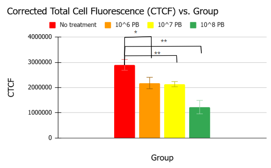 Probiotic treatment presented lower levels of alpha-synuclein aggregation for Day 5 worms. The solid red bar represents the untreated worms, which were solely exposed to MC4100 E. coli. The orange bar represents the treated worms, which were exposed to 10^6 CFU/mL probiotic supplementation alongside MC4100. The yellow and green bars represent the treated worms exposed to the 10^7 and 10^8 concentrations of the probiotic supplementation, respectively. The group that received the highest probiotic concentration presented the lowest average CTCF value—a value significantly lower than that of the untreated group (p<0.01). Overall, all treatment groups experienced significantly lower levels of aggregation compared to the untreated group (p<0.05). In terms of p-value, one star signifies p<0.05, two stars signify p<0.01, and three stars signify p<0.001.