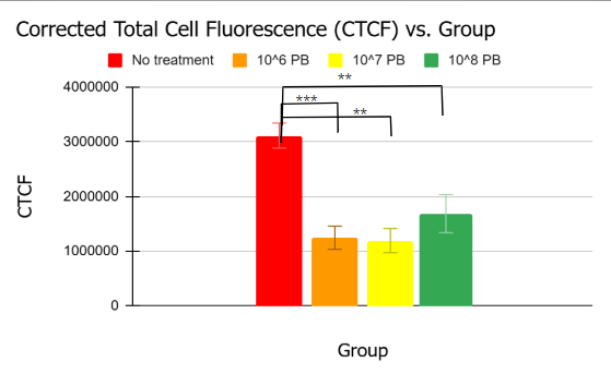 Probiotic treatment presented lower levels of alpha-synuclein aggregation for Day 7 worms. The solid red bar represents the untreated worms, which were solely exposed to MC4100 E. coli. The orange bar represents the treated worms, which were exposed to 10^6 CFU/mL probiotic supplementation alongside MC4100. The yellow and green bars represent the treated worms exposed to the 10^7 and 10^8 concentrations of the probiotic supplementation, respectively. Overall, all treatment groups experienced significantly lower levels of aggregation compared to the untreated group (p<0.01). The group that received the lowest probiotic concentration presented the lowest average CTCF value, greatly differing from the untreated group’s (p<0.001). In terms of p-value, one star signifies p<0.05, two stars signify p<0.01, and three stars signify p<0.001.