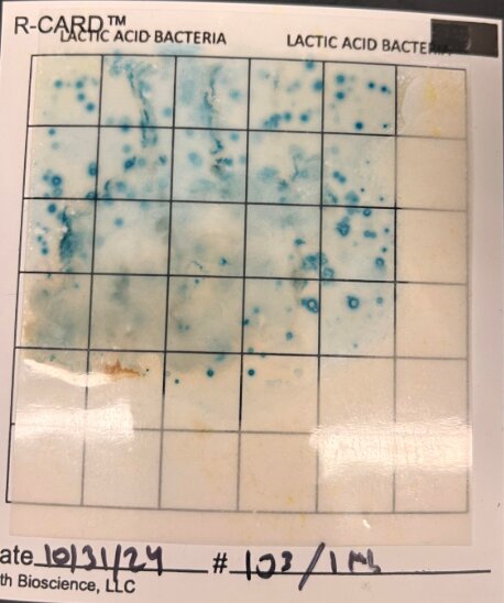A Lactic Acid Bacteria R-CARD displaying the presence of Lactic Acid bacteria obtained from 10^3 CFU/mL of 1 Spring Valley probiotic capsule. Each blue dot represents a colony of bacteria, and the dots in each square were quantified to yield a total concentration of approximately 10^3. This confirmed the accuracy of the serial dilutions.