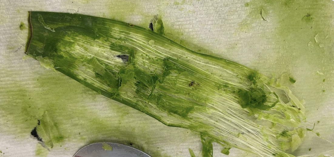 Pineapple leaf in the process of being decorticated