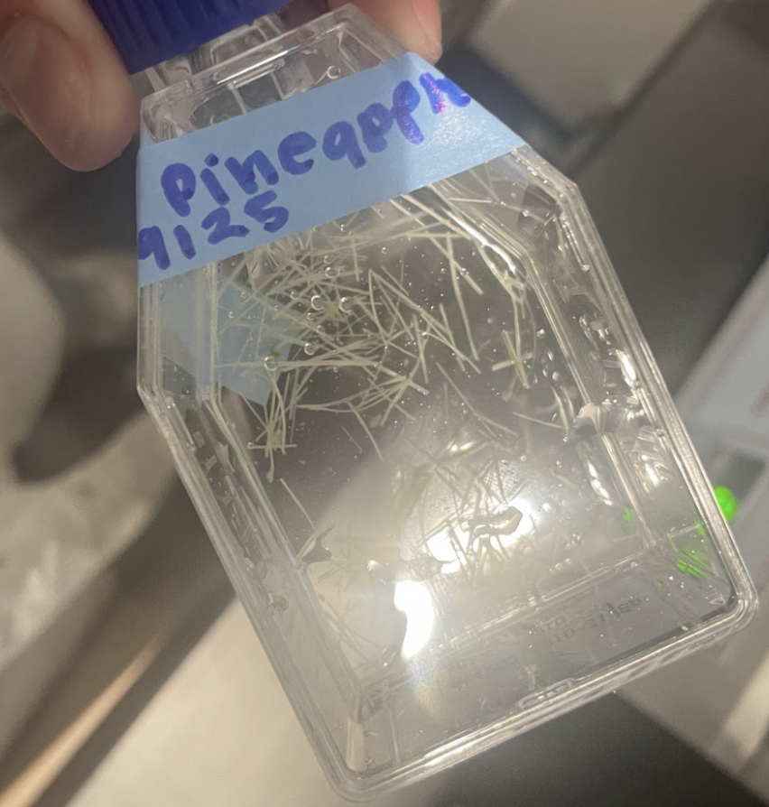 Second enzymatic delignification assay pineapple
