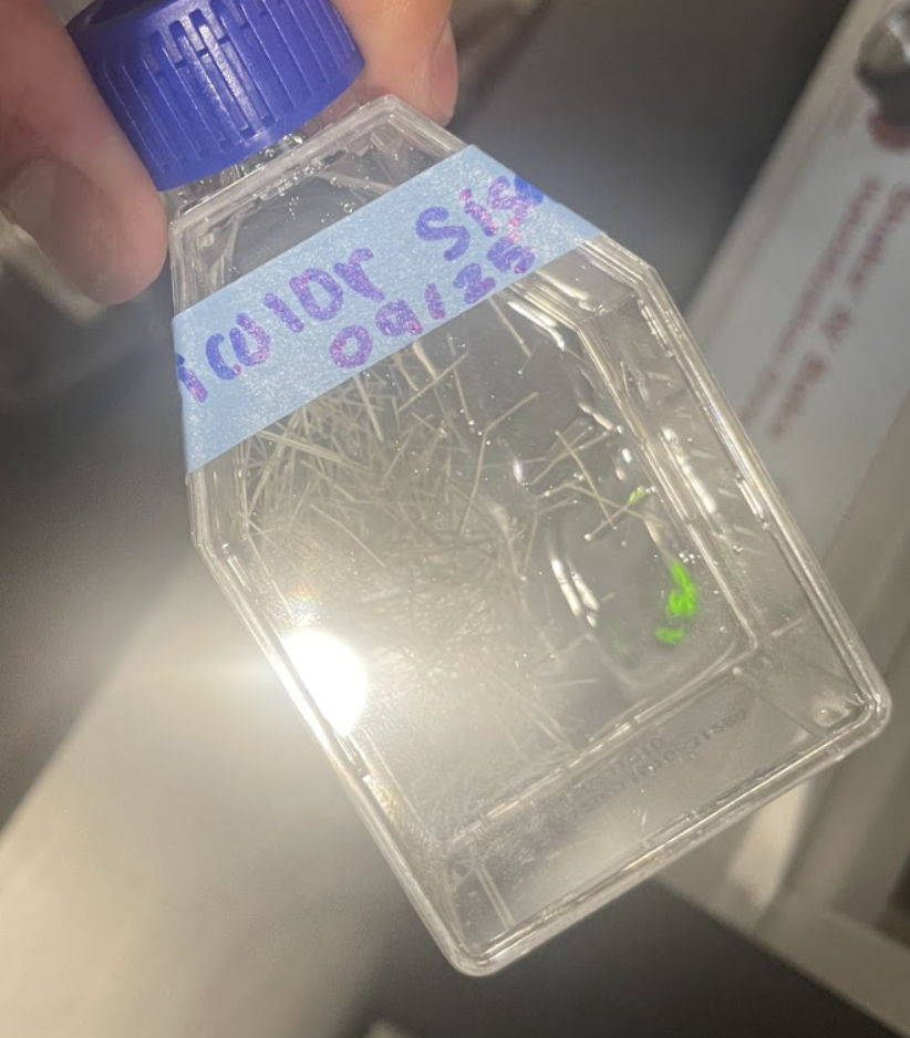 Second enzymatic delignification assay sisal