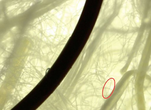 Delignified Pineapple Fiber Compared to 28 Gauge Wire. The red circle is indicative of the exact fiber that was measured.