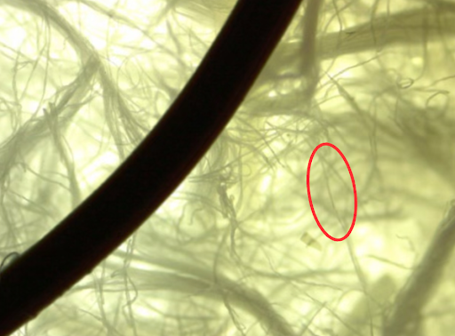 Delignified Sisal Fiber Compared to 28 Gauge Wire. The red circle is indicative of the exact fiber that was measured.