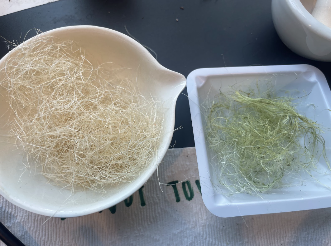 Decorticated fibers (sisal, left; pineapple, right)