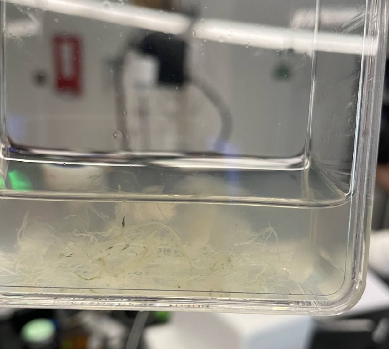 Pineapple fibers day 6 of assay