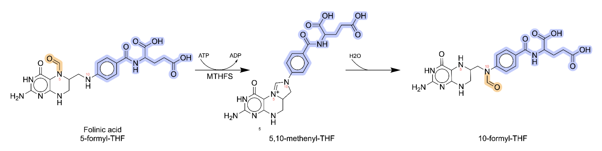 Reaction pathway for the production of 10-formyl-THF from Folinic acid by MTHFS. The formyl group used in fMet synthesis is highlighted in yellow. We highlight a nonchanging portion of the molecule in blue for visual convenience.