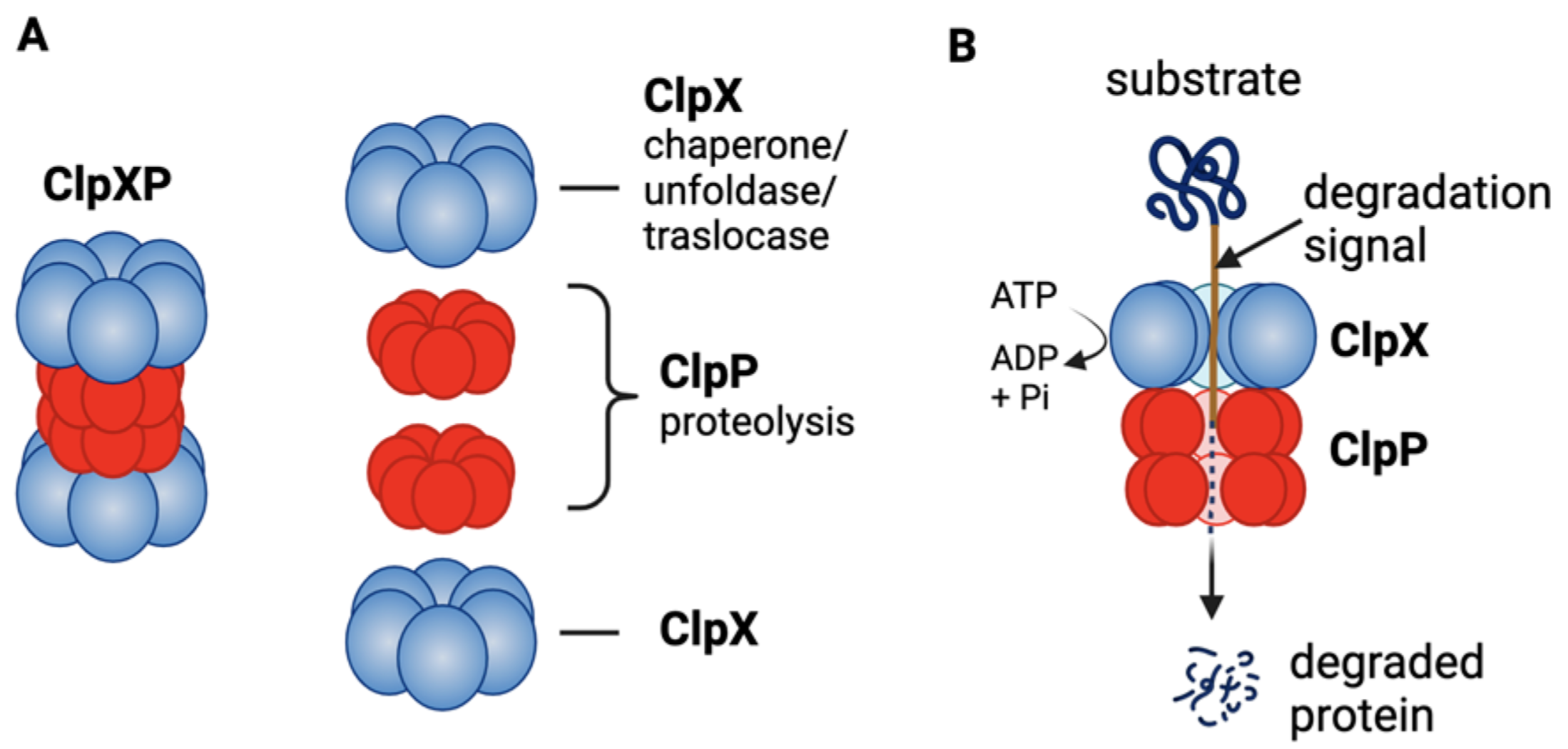 ClpXP structure and function: A) ClpXP consists of ClpX (ATPase) and ClpP; B) ClpX recognizes degrons of target protein, unfolds the proteins and threads them into ClpP for degradation. Figure by Wedam et al. used under CC-BY-4.0 / cropped from original.