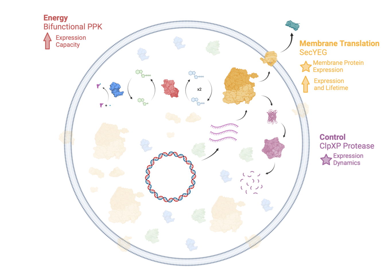 The Developer Cell. We will build an integrated chassis for synthetic cell engineering that incorporates energy generation, protein control, and membrane protein translation, needed for large-scale integration.