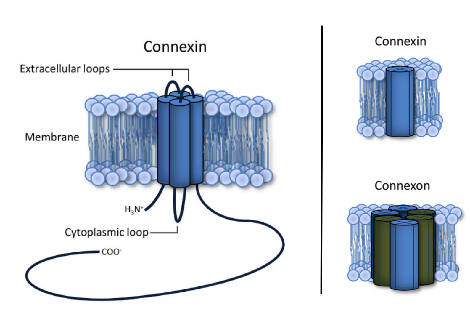 Depiction of connexin and its relationship to a connexon: (left)Connexins are tetra-membrane-spanning proteins whose N- and C-termini are located in
the cytoplasm; (right) six connexins oligomerize to form a connexon. Figure by Totland et al. used under CC-BY-4.0 / cropped from original.