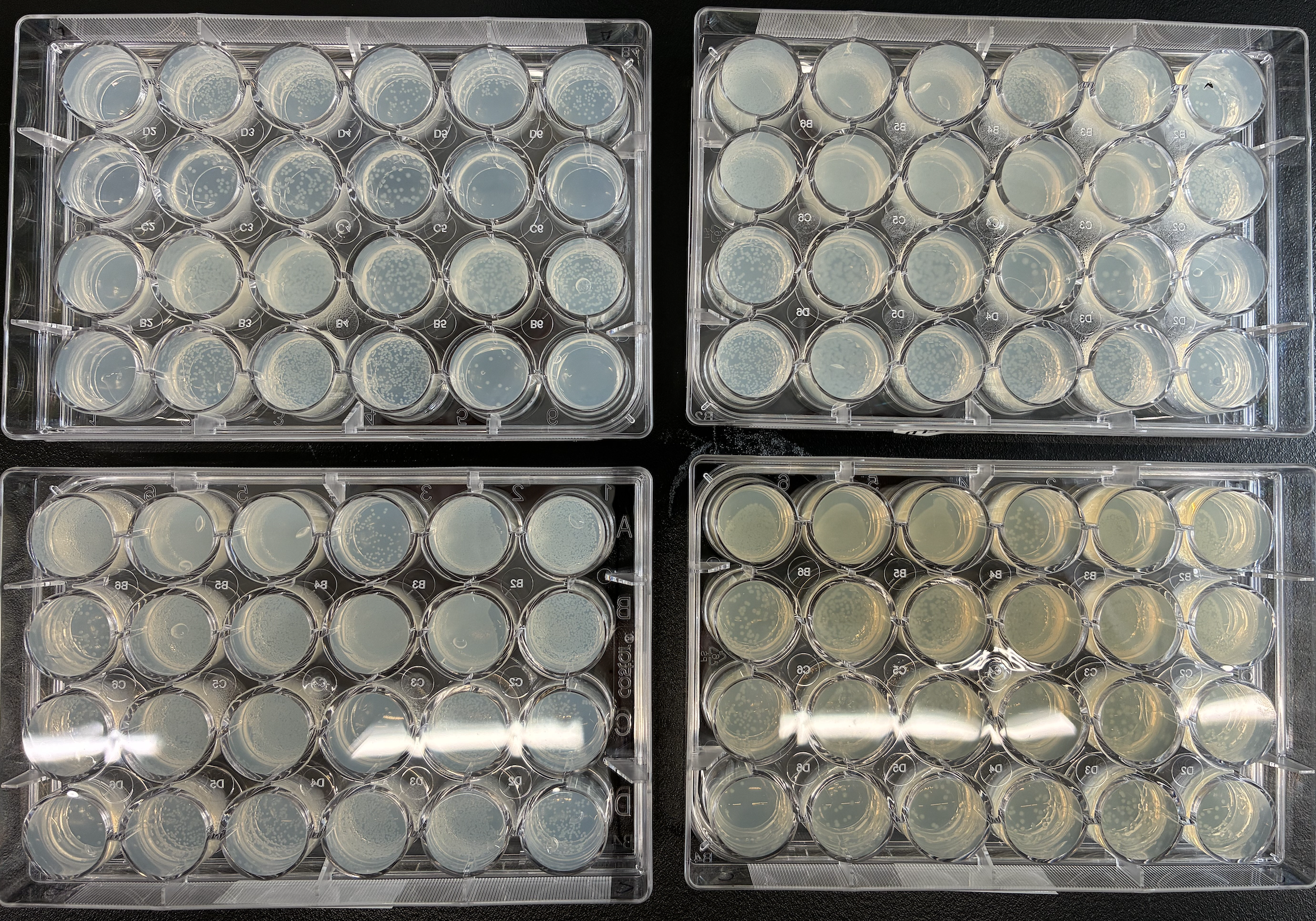 Photo showing NEB T7 Express lysY/lacIq Competent E. coli cells transformed with the Nucleus PURE plasmids in a 24 well format on agarose with 1% glucose. Some constructs were plated in duplicate into LB/agarose without a 1% glucose supplement (bottom right plate).