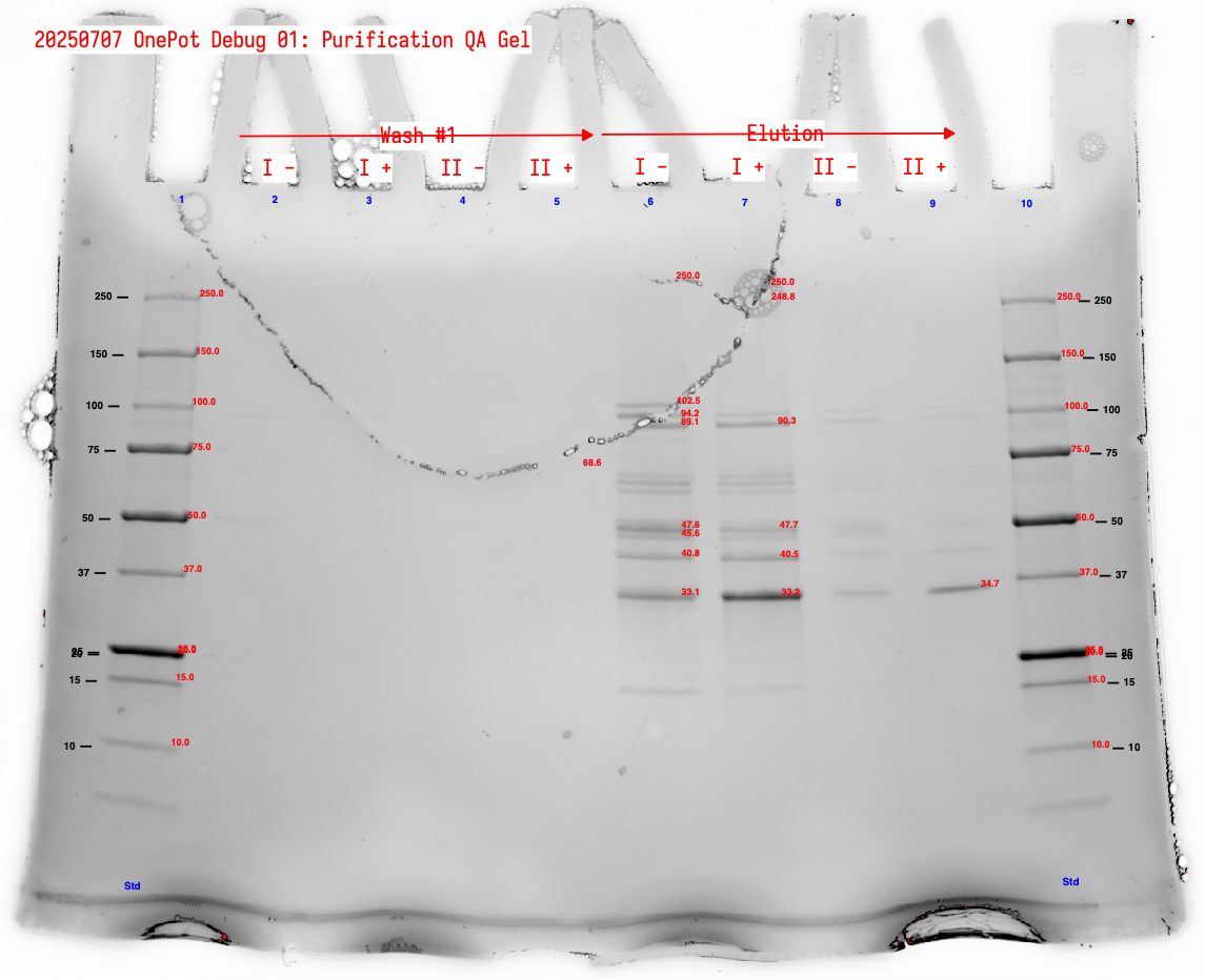 Annotated protein gel showing wash #1 and elution fractions for sample sets I and II.