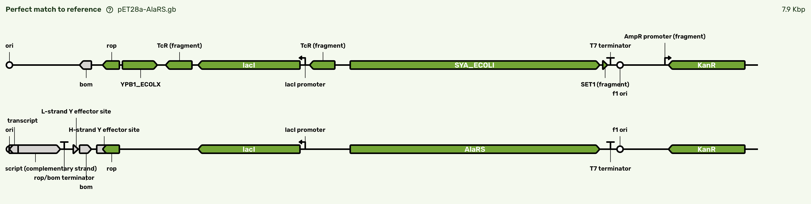 Representative sequence report showing the correct sequence returned for pET28a-AlaRS, analyzed in Plasmidsaurus’s built-in tools.