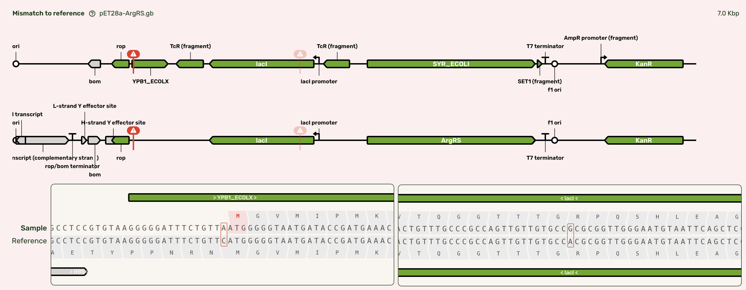ArgRS sequence showing the two point mutations in the pET28a backbone of pET28a-ArgRS. One point mutation occurrs upstream of the rop coding sequence and RBS, but downstream of the predicted promoter. The other is a silent point mutation within the lacI coding sequence.