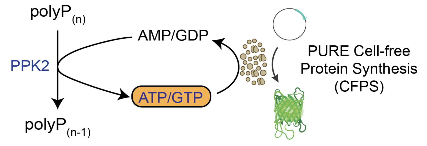 Illustration of the PPK2 based energy regeneration the PURE system