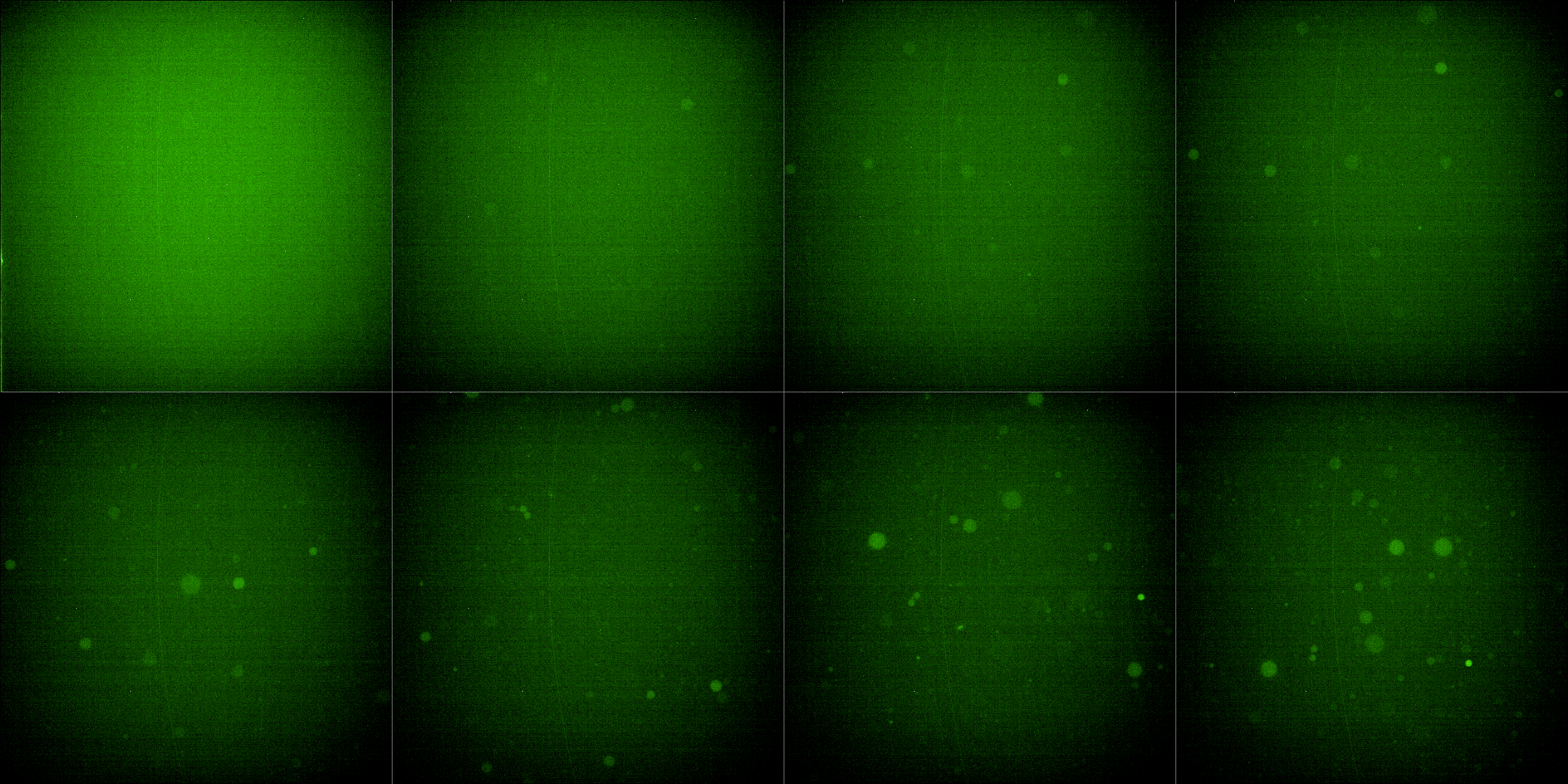 Green (488) fluroescence channel.