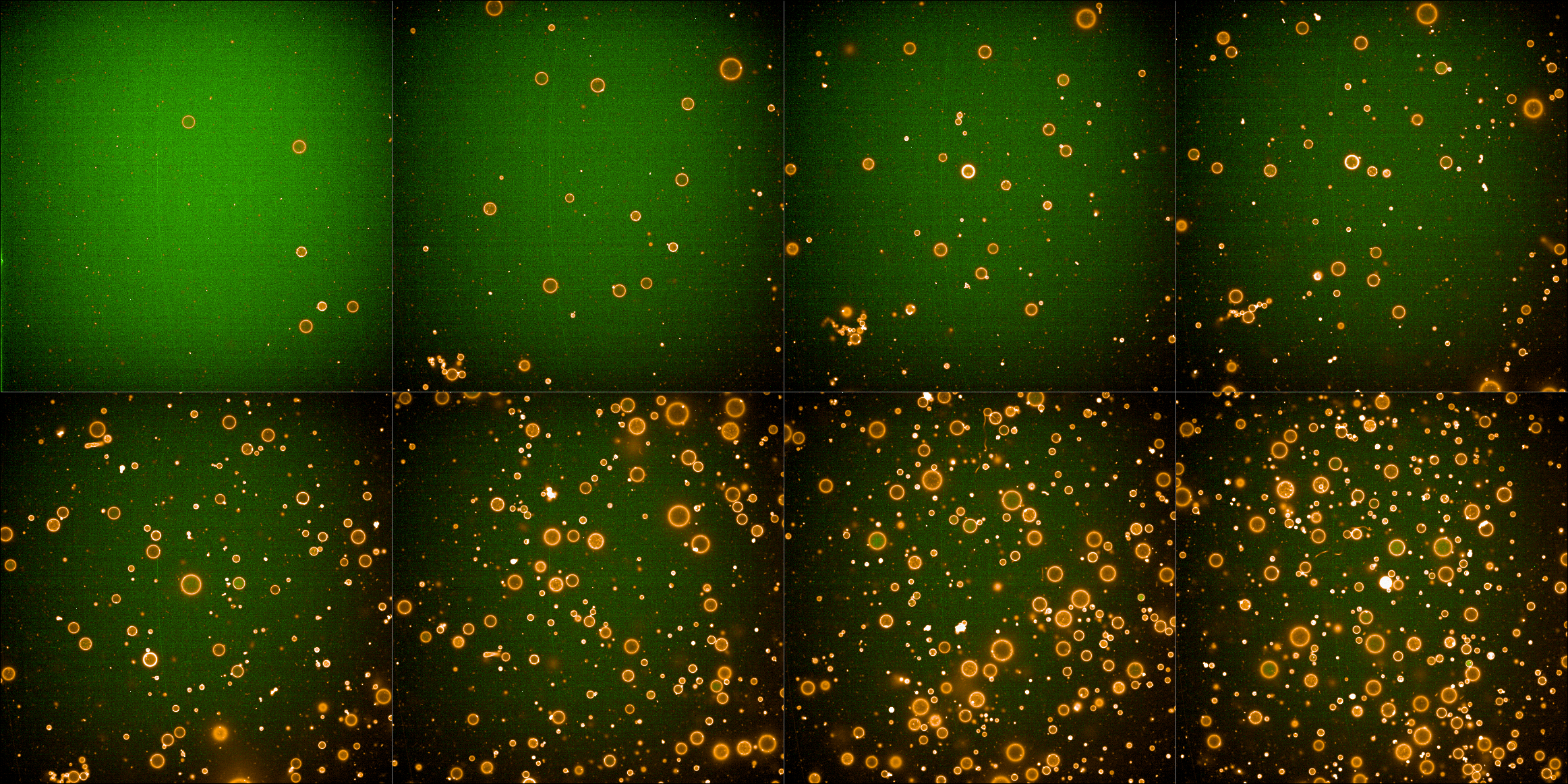 Combined green (488) and red (561) fluroescence channels.