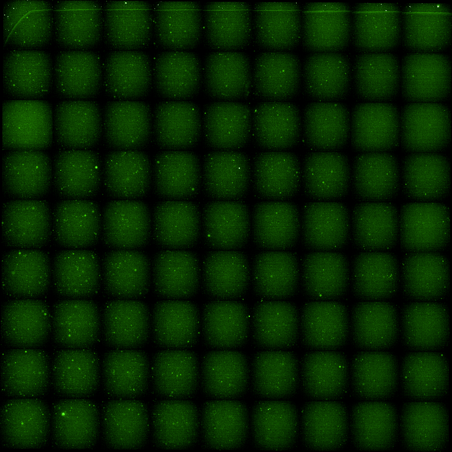 Green (488) fluroescence channel.