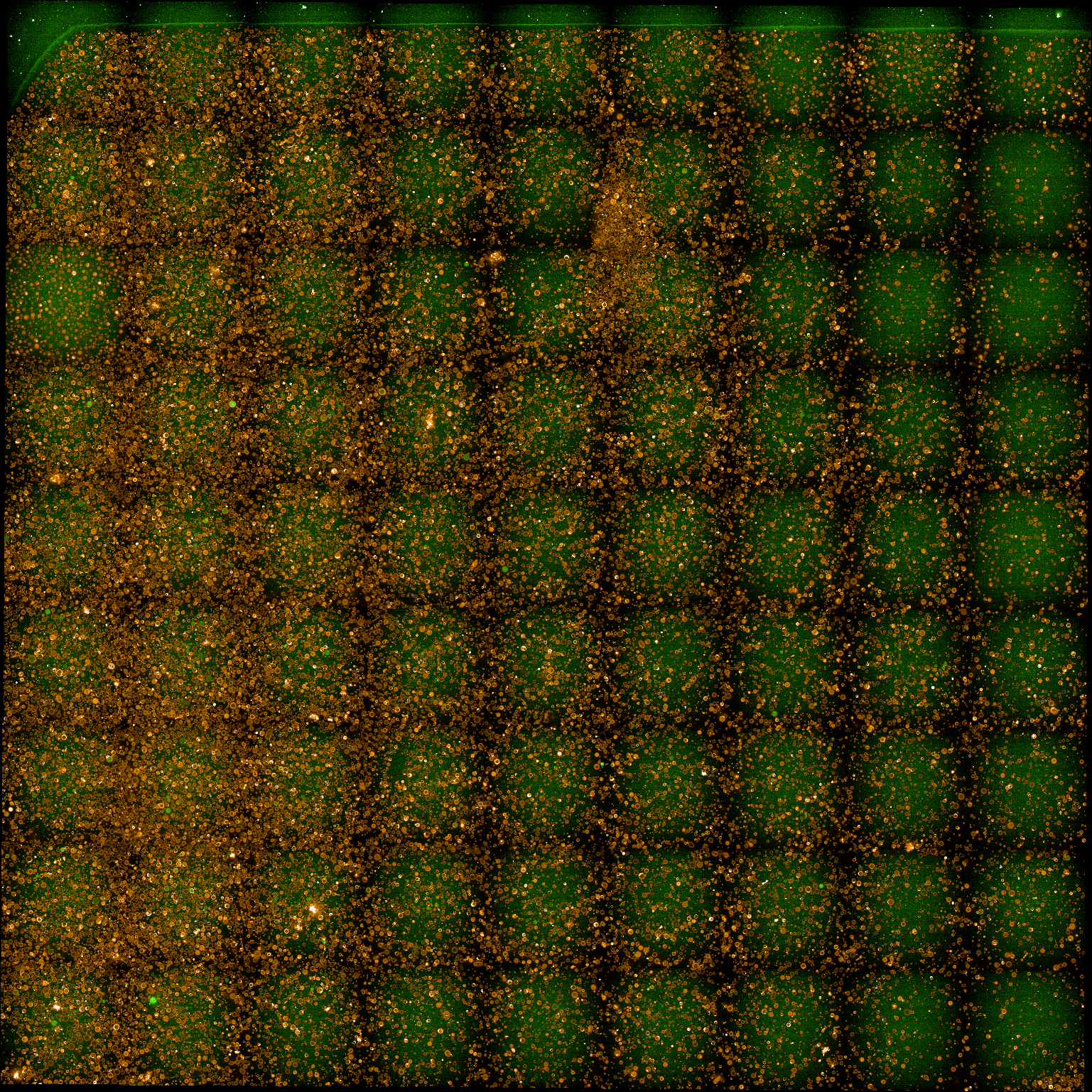 Combined green (488) and red (561) fluroescence channels.