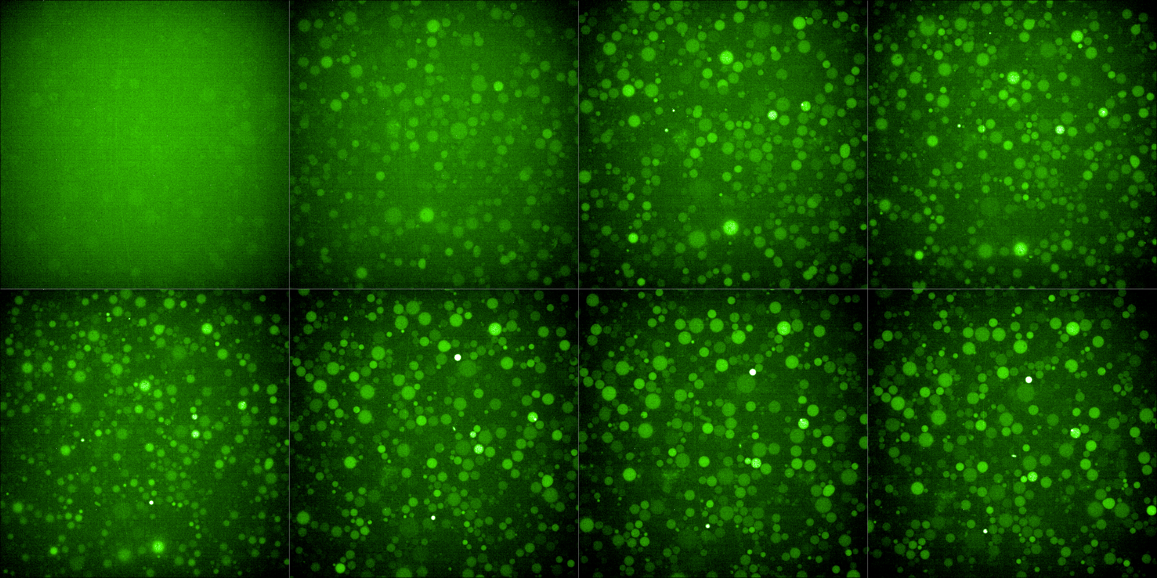 Green (488) fluroescence channel.
