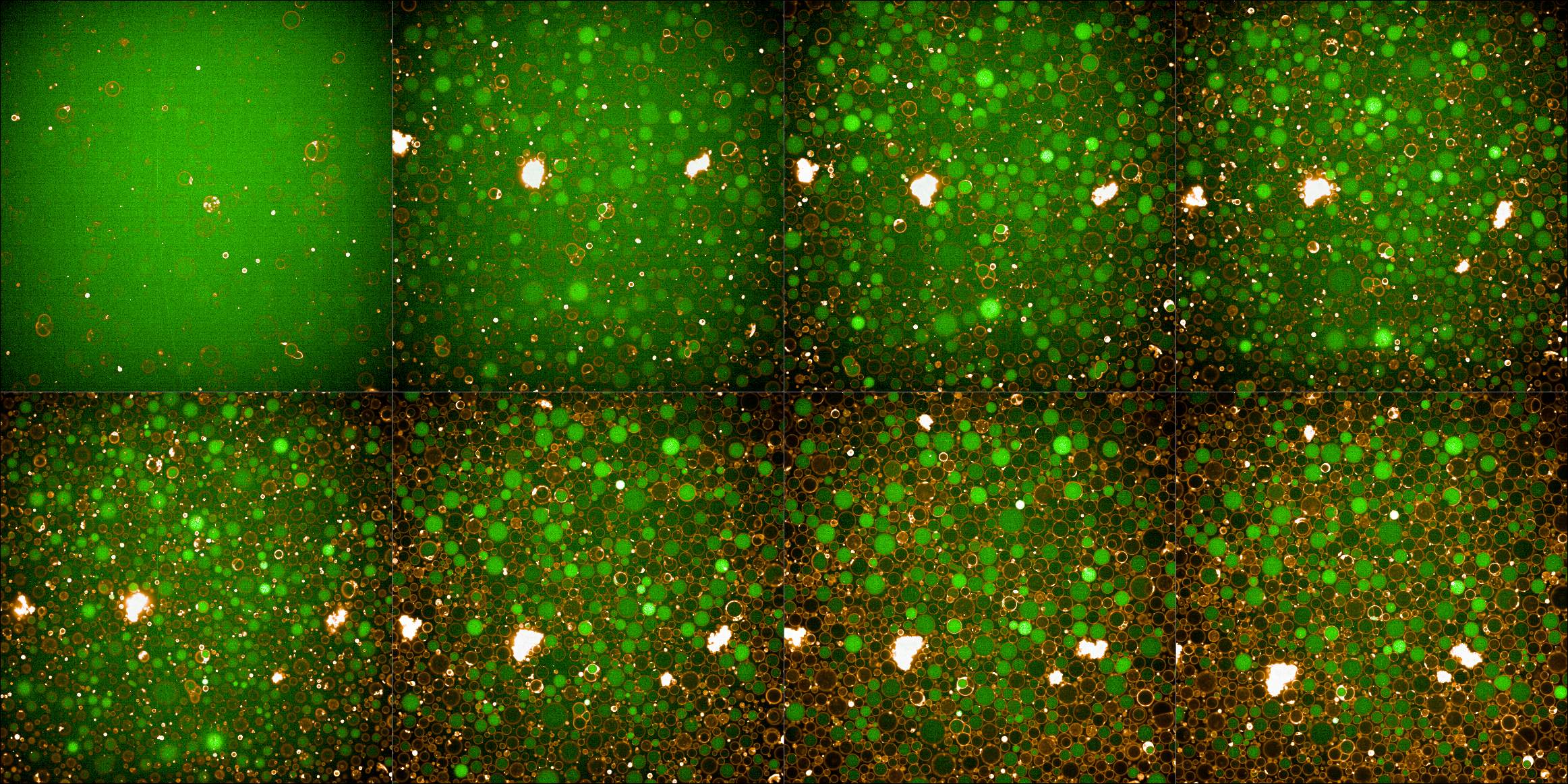 Combined green (488) and red (561) fluroescence channels.