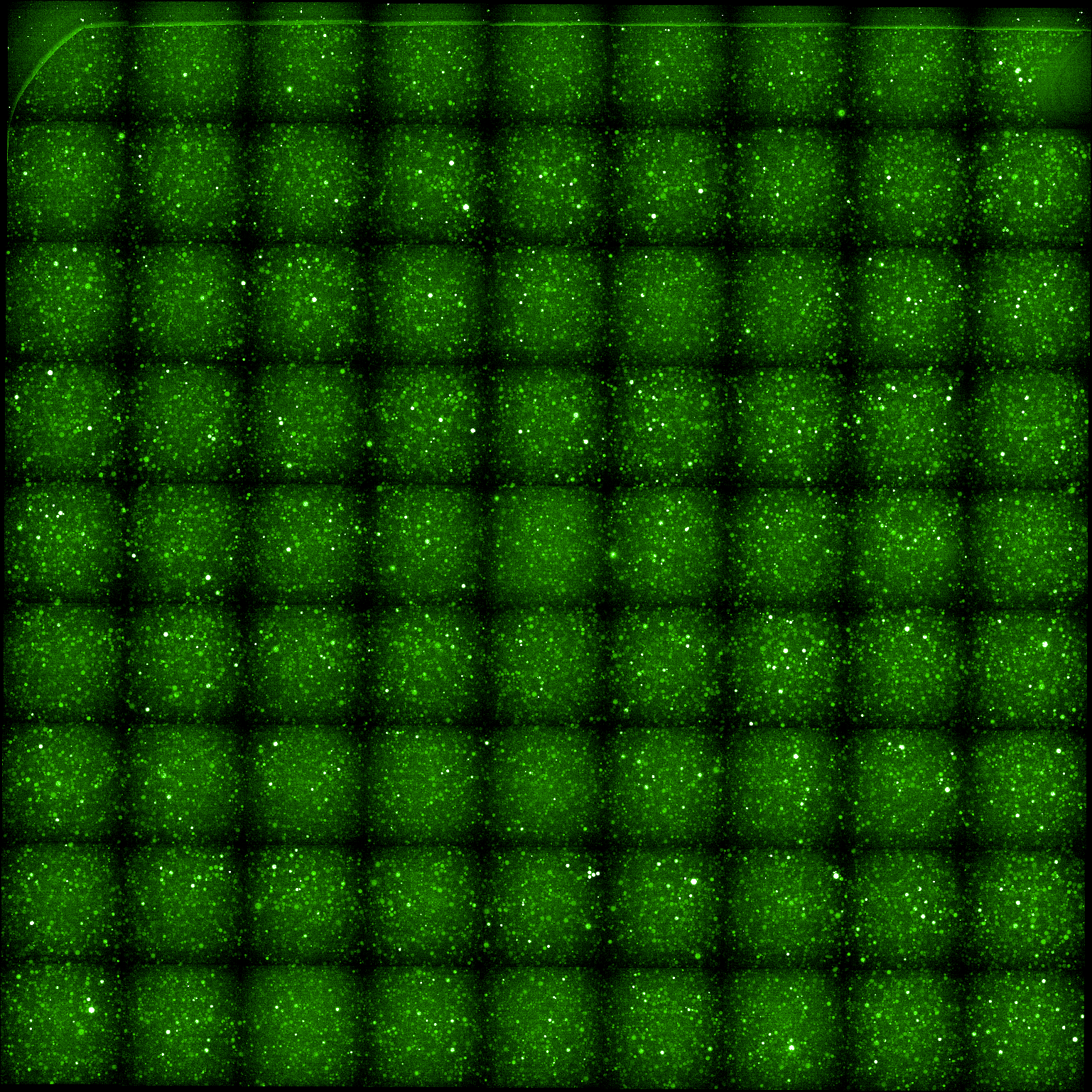 Green (488) fluroescence channel.