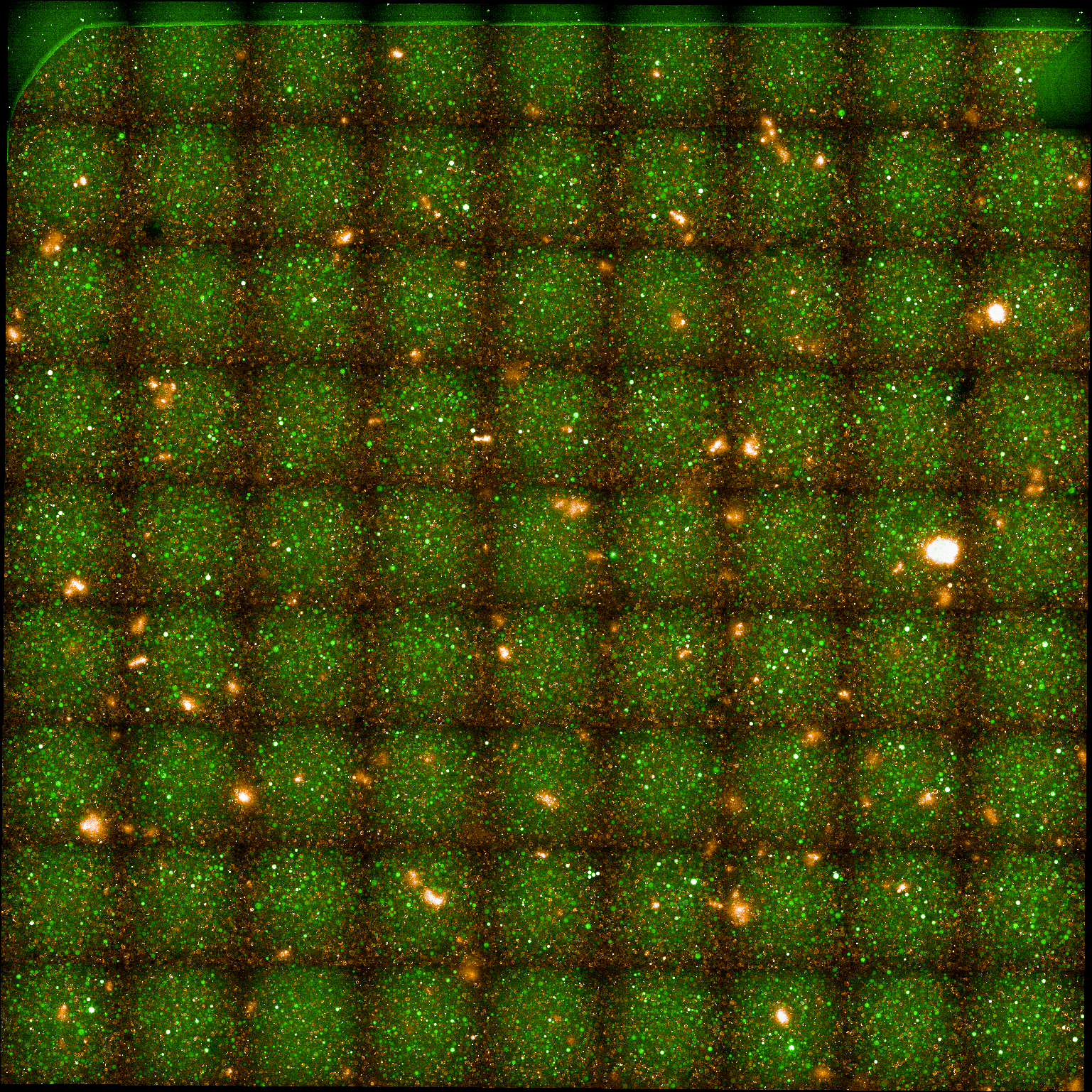 Combined green (488) and red (561) fluroescence channels.
