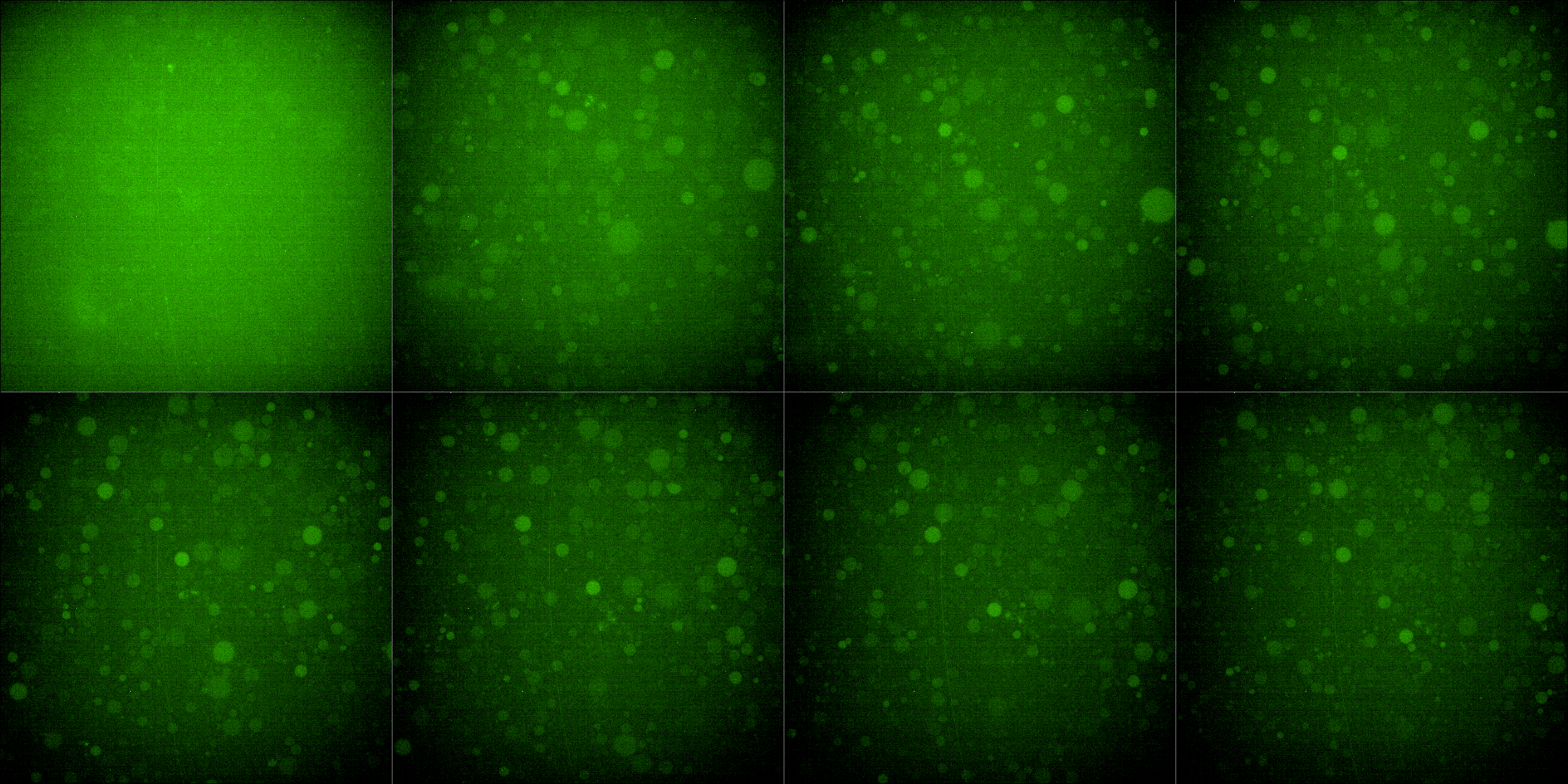 Green (488) fluroescence channel.