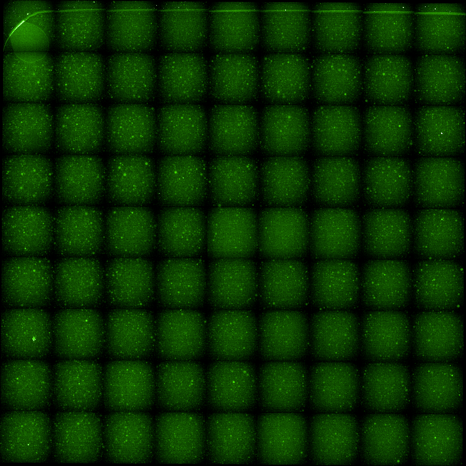 Green (488) fluroescence channel.