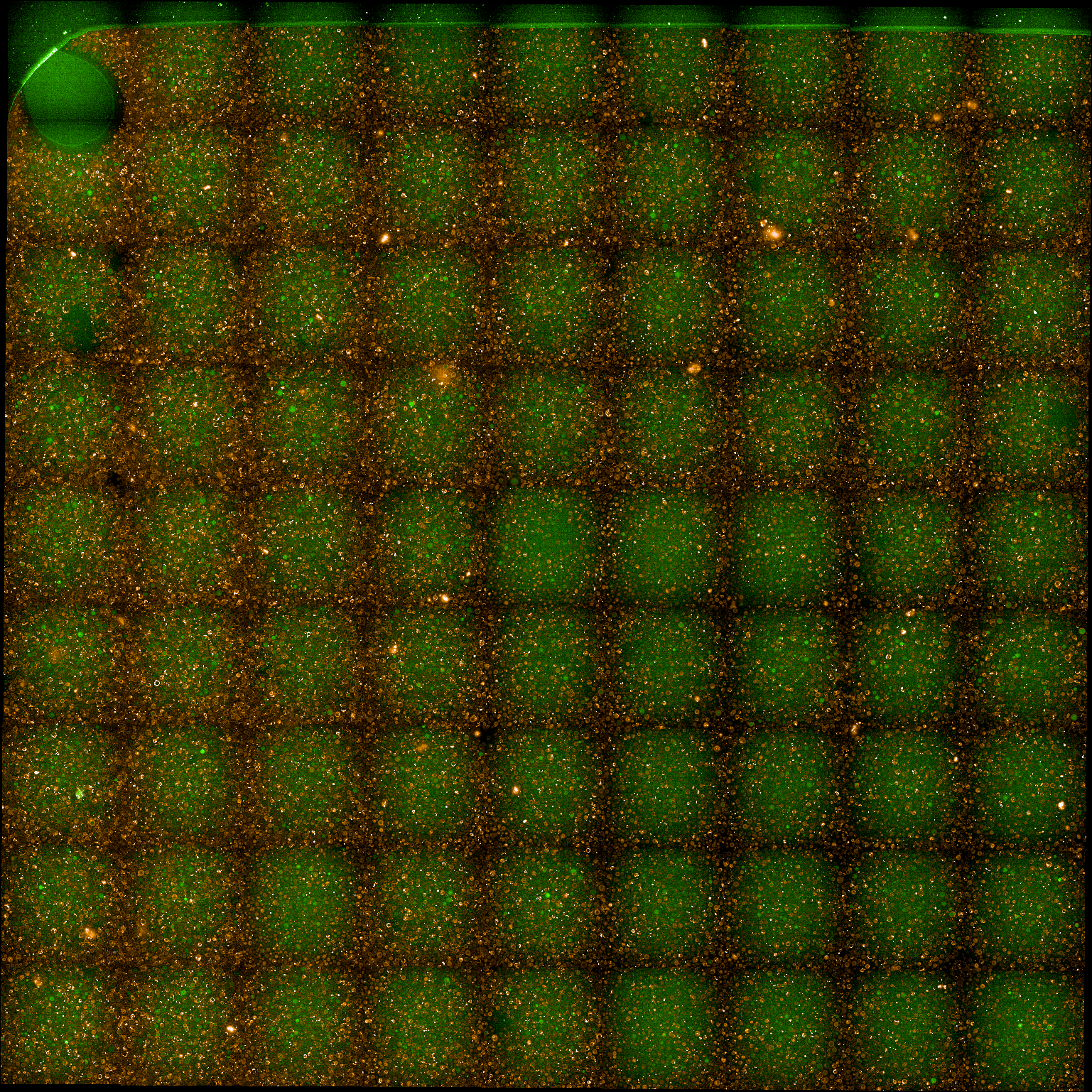 Combined green (488) and red (561) fluroescence channels.