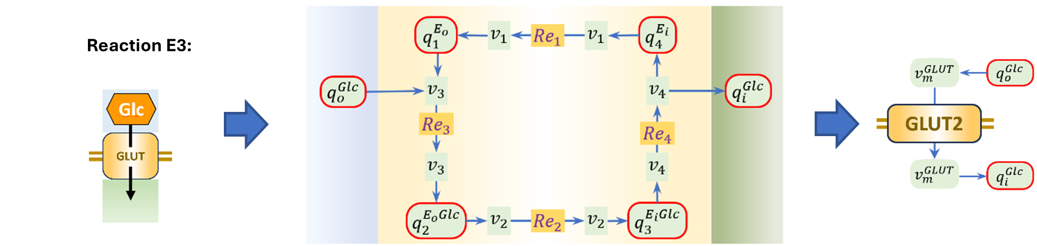 Bond graph of SLC2A2, replicated from .