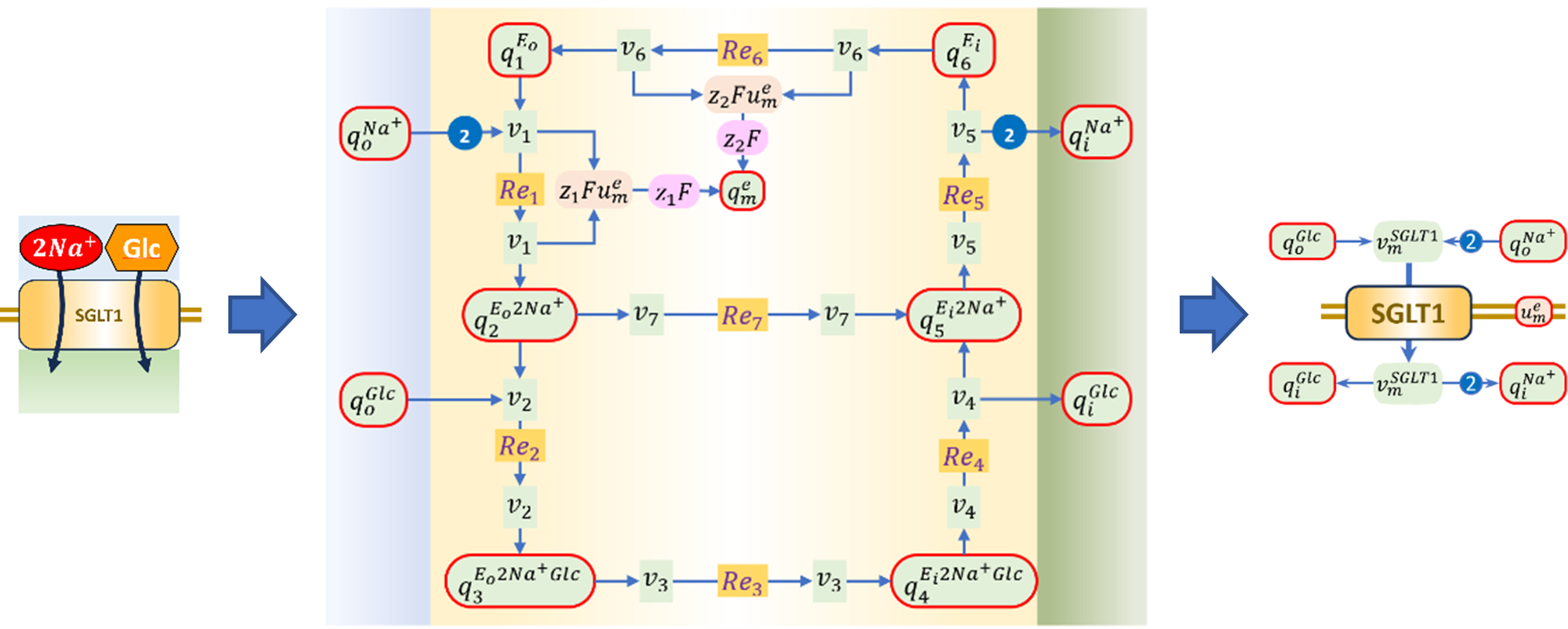 Bond graph of SLC5A1, replicated from .