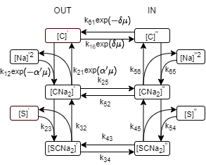Kinetic model diagram adapted from Figure 1 of . Note that the notations are different from the bond graph: [C]^\prime-~E_o(BG); [C]^{\prime\prime}-~E_i(BG); [CNa_2]^\prime-~E_o2Na^+(BG); [CNa_2]^{\prime\prime}-~E_i2Na^+(BG); [SCNa_2]^\prime-~E_o2Na^+Glc(BG); [SCNa_2]^{\prime\prime}-~E_i2Na^+Glc(BG); [Na]^\prime-~Na_o(BG); [Na]^{\prime\prime}-~Na_i(BG);[S]^\prime-~Glc_o(BG); [S]^{\prime\prime}-~Glc_i(BG). \delta=0.7 ,\alpha^\prime=0.3 and we omitted the electrical field between [C]^{\prime\prime} and [CNa_2]^{\prime\prime} because \alpha^{\prime\prime}=0 in . \mu=\frac{FV}{RT} where V is the membrane potential, F=96485 C/mol and R=8.314J/mol/K are Faraday constant and universal gas constant, respectively, and T=293K is temperature. The letters associated with the edges are the rate constants and the arrows indicate the flux directions.