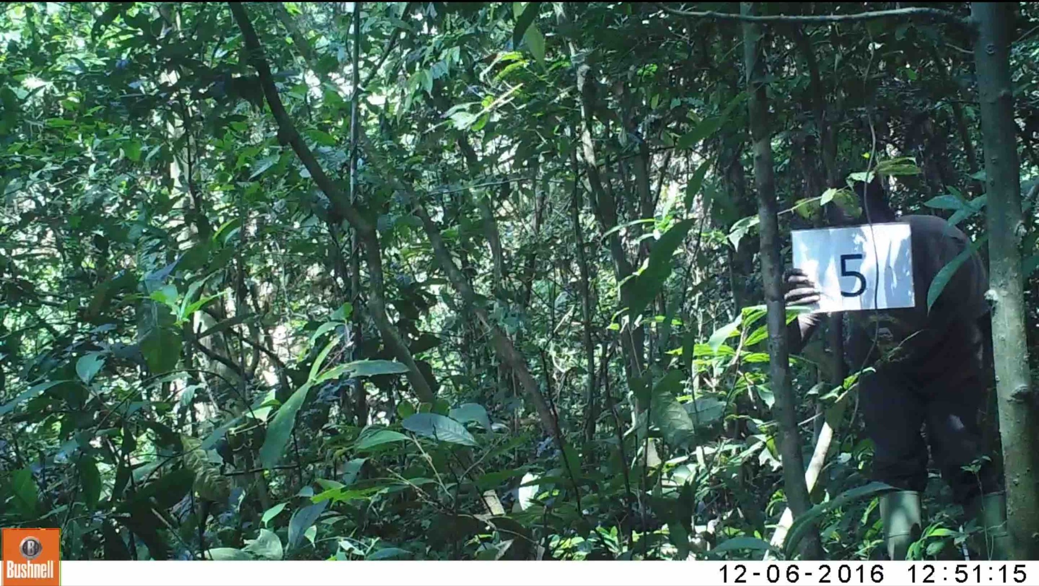 A researcher in Taï National Park, Côte d’Ivoire holding up a sign at 5 meters away as part of a depth reference video. Image courtesy of Wild Chimpanzee Foundation.