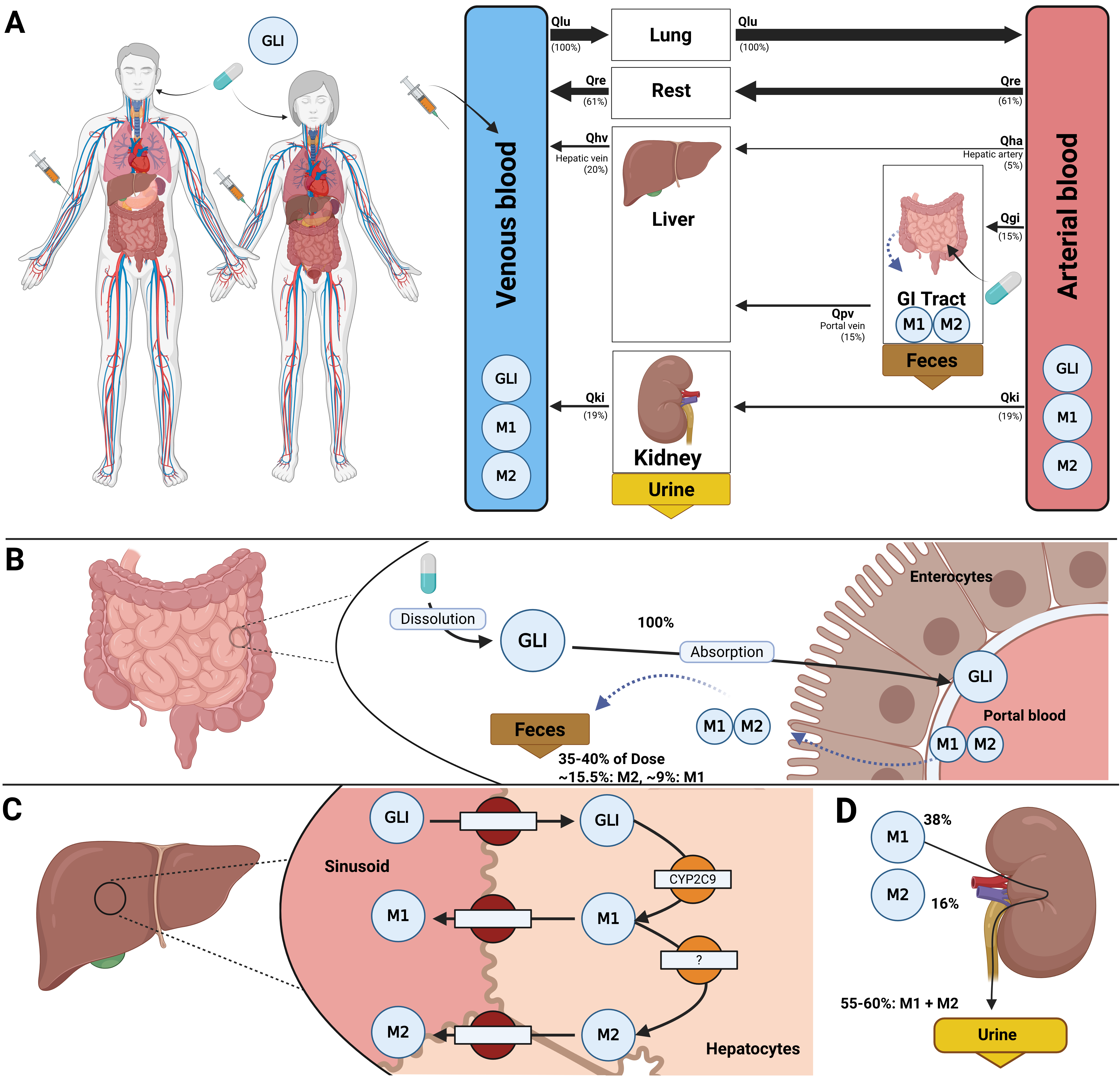 Whole-body PBPK model of glimepiride. A) Whole-body model illustrating glimepiride (GLI) administration (oral and intravenous), its systemic circulation via venous and arterial blood, and the key organs (liver, kidney, GI tract) involved in GLI metabolism, distribution, and excretion. B) Intestinal model showing dissolution and absorption of GLI by enterocytes. No enterohepatic circulation of M1 and M2 is assumed, but reverse transport via enterocytes is included. C) Hepatic model depicting CYP2C9-mediated metabolism of GLI to M1 and M2. D) Renal model highlighting the elimination of M1 and M2 via urine; unchanged GLI is not excreted renally.