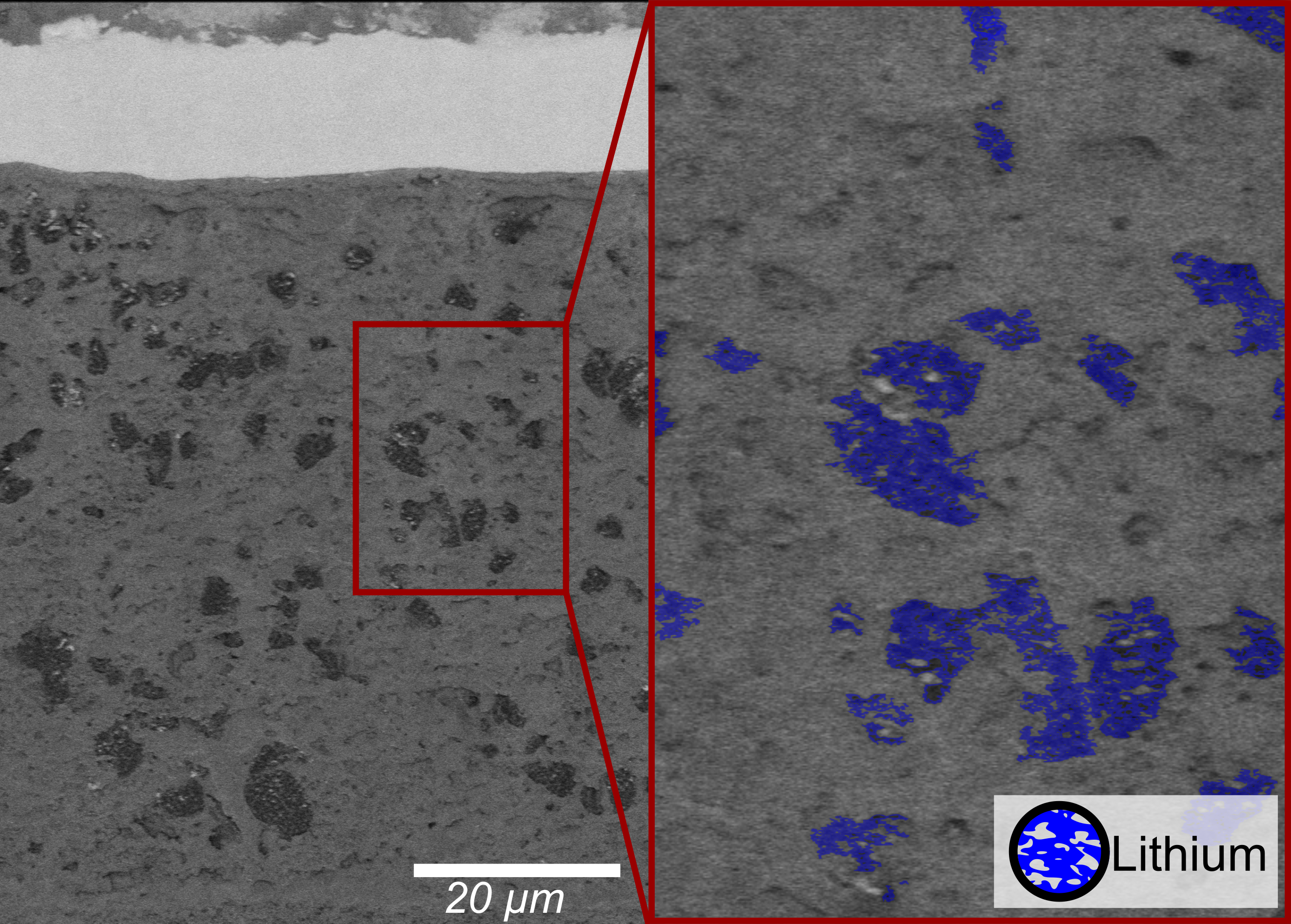 Cryo-SEM BSE images of a cycled coin cell battery with Li metal domains in SEI/electrolyte. The region highlighted in red on the right image is shown on the left. Li metal domains are highlighted with blue on the right.